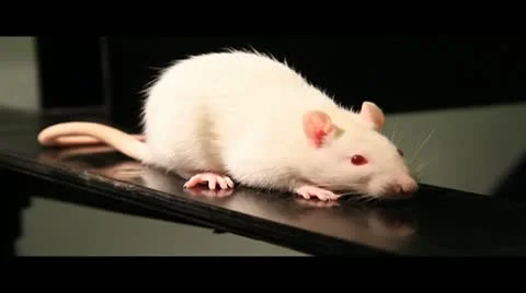 Rat white, red eyes Stockbeeldmateriaal 10859976