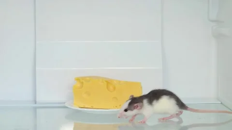 Rat in a white refrigerator. A rodent eats cheese on a plate Stock Footage 263557213