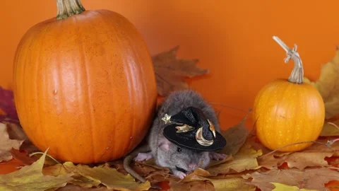Rat in a witch's hat with a pumpkin on an orange background. Halloween holiday Stock Footage 289226209