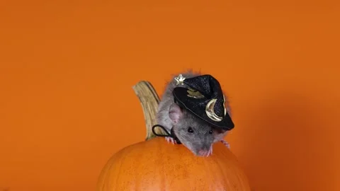 Rat in a witch's hat with a pumpkin on an orange background. Halloween holiday Video stock 289226276