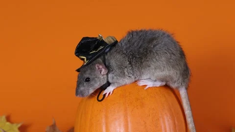 Rat in a witch's hat with a pumpkin on an orange background. Halloween holiday Video stock 289226378