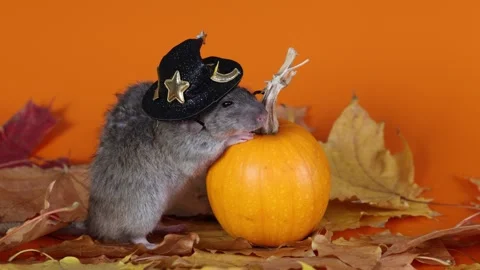 Rat in a witch's hat with a pumpkin on an orange background. Halloween holiday Video stock 289226803