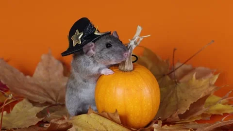Rat in a witch's hat with a pumpkin on an orange background. Halloween holiday Video stock 289226841