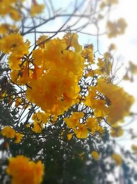 Ratchaphruek flower Photos