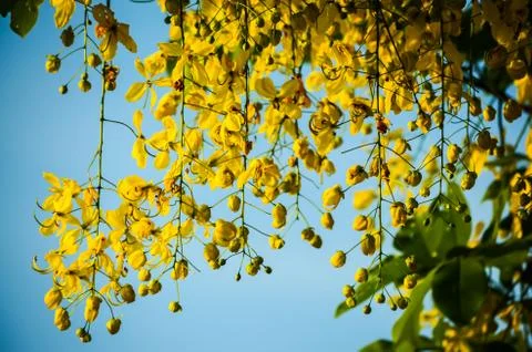 Ratchaphruek 写真素材