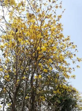 Ratchapruek on the roadside Photos