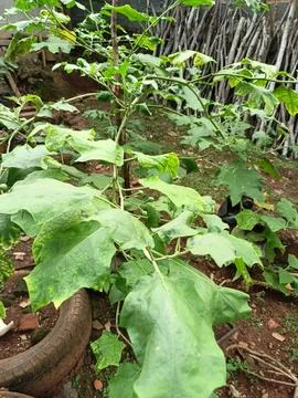 Rather large eggplant tree Stock Photos