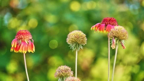 Ratibida columnifera, commonly known as upright prairie coneflower or Mexican Stock Footage 114578269