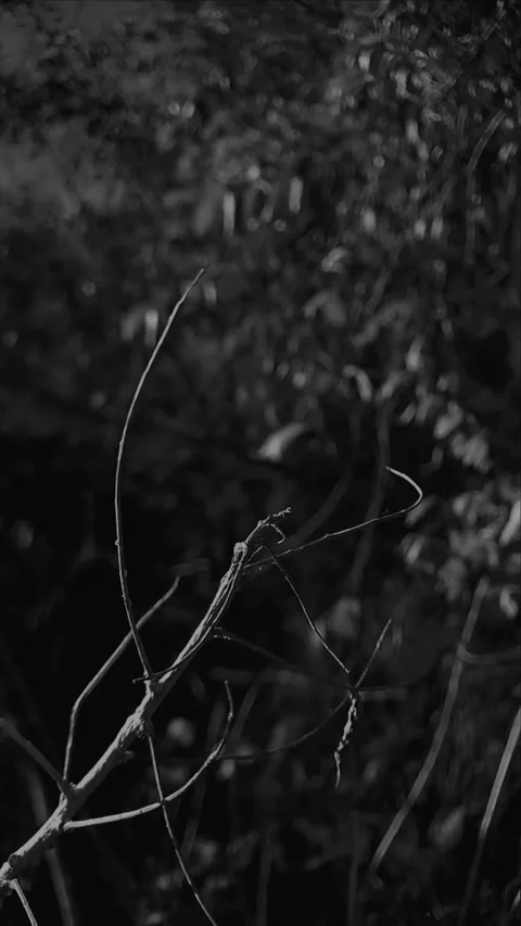 "Rating: Traces of an Untold Life" Stock Footage 262586851