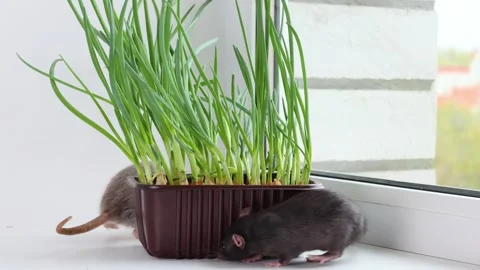 Rats are running next to a pot of seedlings Stock Footage 273103828