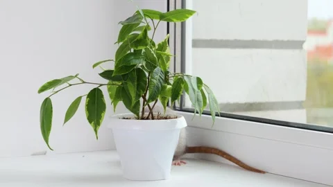 Rats are running next to a pot with a houseplant 스톡 동영상 273104089