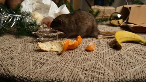 Rats are running on the table with leftover food and holiday messy. Stock Footage 295521403