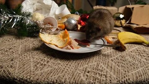 Rats are running on the table with leftover food and holiday messy. Stock Footage 295521460