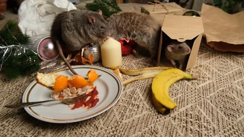 Rats are running on the table with leftover food and holiday messy. Stock Footage 295521482