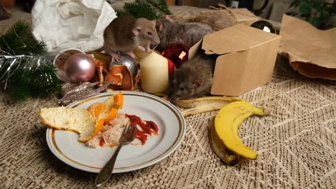 Rats are running on the table with leftover food and holiday messy. Stock Footage 295521507