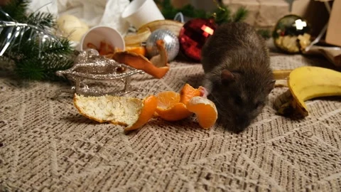 Rats are running on the table with leftover food and holiday messy. Stock Footage 295521512