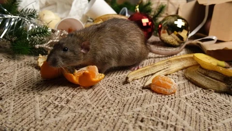 Rats are running on the table with leftover food and holiday messy. Stock Footage 295521785