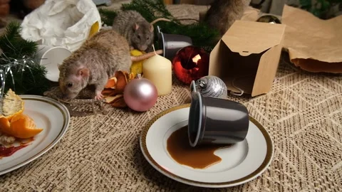 Rats are running on the table with leftover food and holiday messy. Stock Footage 295522024