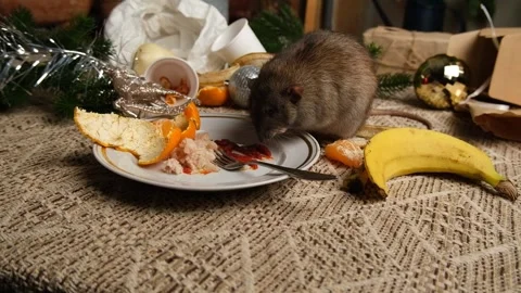 Rats are running on the table with leftover food and holiday messy. Stock Footage 295522035