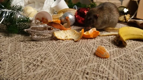 Rats are running on the table with leftover food and holiday messy. Stock Footage 295522049