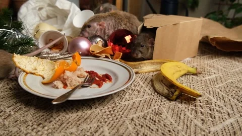 Rats are running on the table with leftover food and holiday messy. Stock Footage 295522053