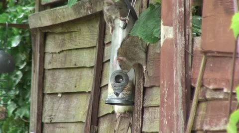 Rats on bird feeder 01 Stock Footage 51536734