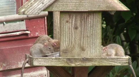 Rats on bird table 01 Stock Footage 51537328