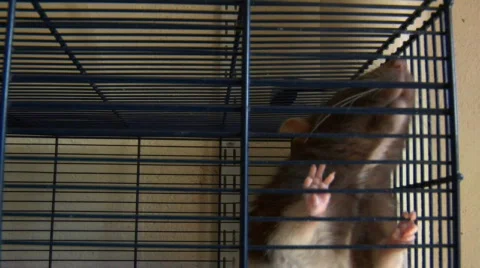 Rats in a cage Video stock 92393