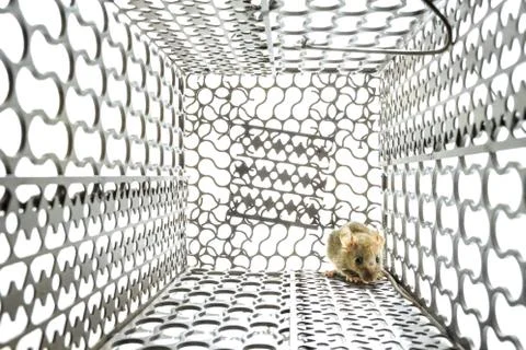 Rats in a cage Stock Photos