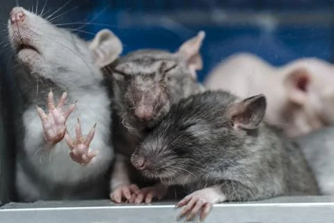 Rats in captivity Stock Photos