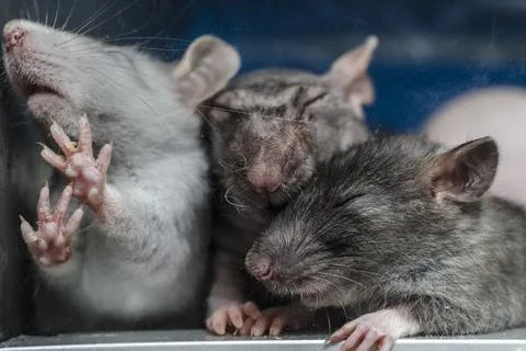 Rats in captivity Stock Photos