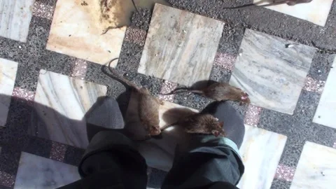 Rats Crawling On Feet Inside Karni Mata Rat Temple In Bikaner, India Stock Footage 159158603
