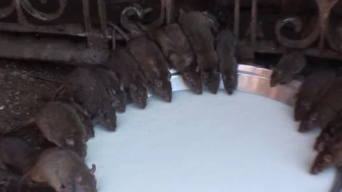 Rats Drinking Milk Inside Karni Mata Rat Temple In Bikaner, India Stock Footage 159158576
