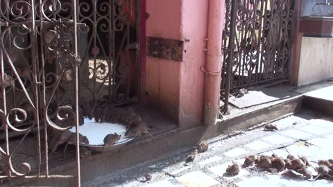Rats Drinking Milk Inside Karni Mata Rat Temple In Bikaner, India Stock Footage 159158692
