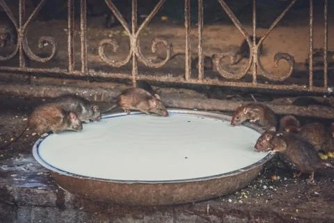 Rats drinking milk Stock Photos