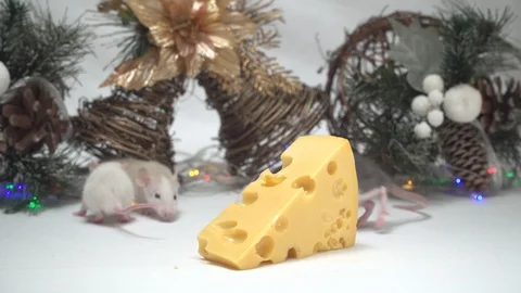Rats eat cheese. Stock Footage