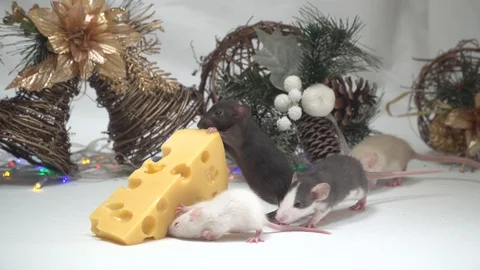 Rats eat cheese. Stock Footage 121146691