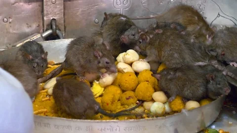 Rats eat inside Karni Mata Temple Video stock 108474106