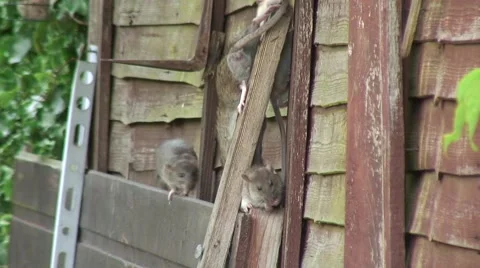 Rats on fench 01 Video stock 51536364