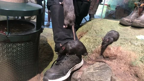 Rats Stock Footage 158433527