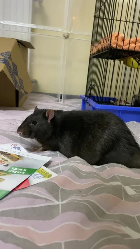Rats Stock Footage 224745985