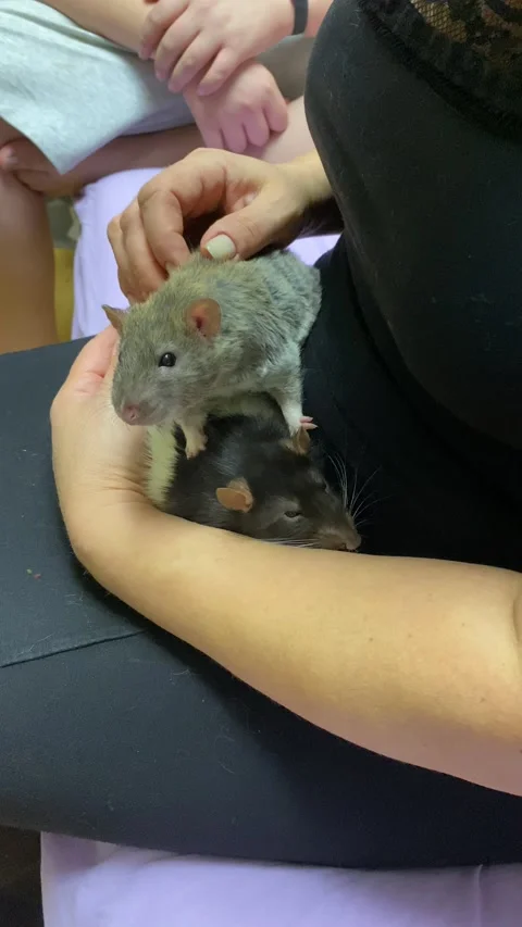Rats Stock Footage 224746453