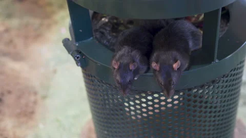Rats in a garabge can Stock Footage 159132705