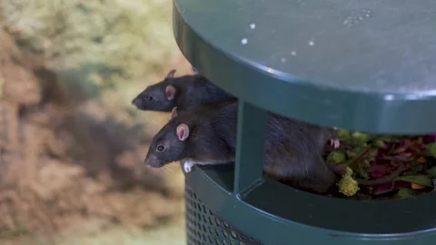 Rats in garbage can. Rats on the edge of a trash can. Stock Footage 158797513