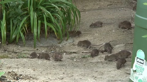 Rats in garden 01 Stock Footage