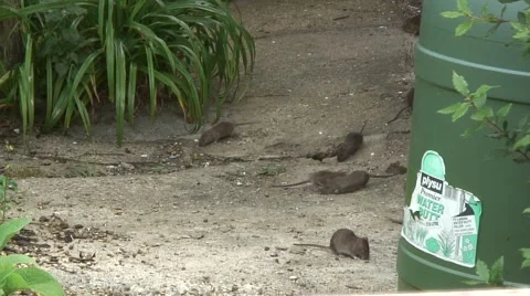 Rats in garden 03 Stock Footage 51537215