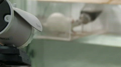 Rats in laboratory 1 Stock Footage 872047