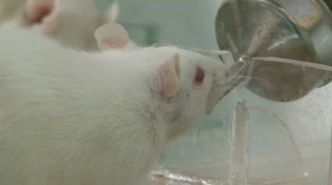 Rats in laboratory 2 Stock Footage 871990