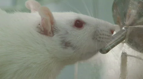 Rats in laboratory 3 Stock Footage