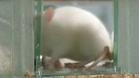 Rats in laboratory 4 Stock Footage 871824